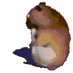 angelchomik