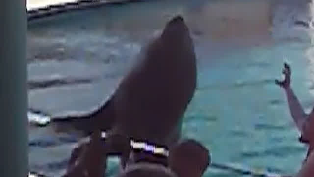 Seal part 2 Seal part 2