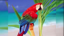 coda - Parrot Tape coda - Parrot Tape