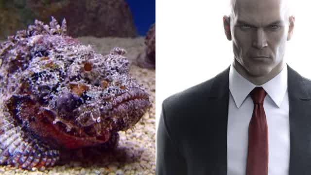 Bizarre Dreams Remembered 7/15/2026 Dangerous Animals and Hitman