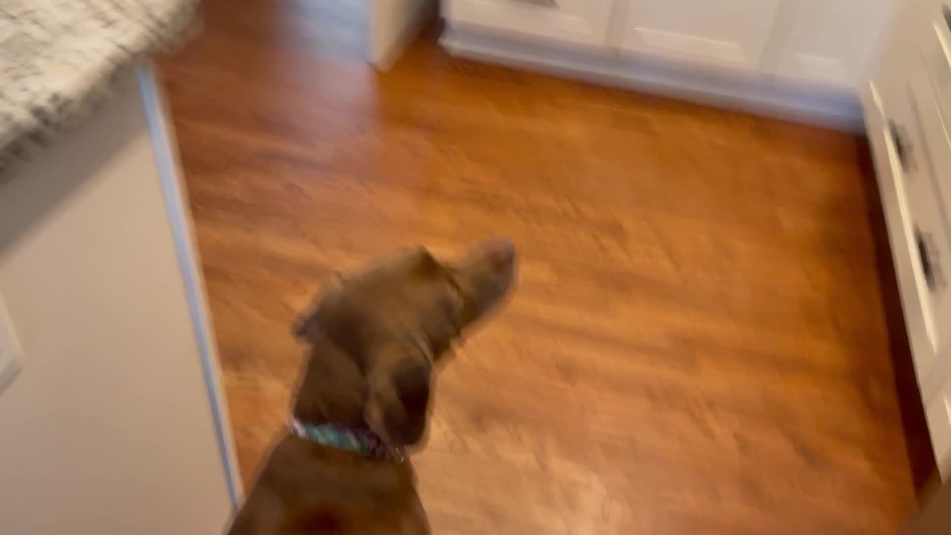 My dog is scary My dog is scary