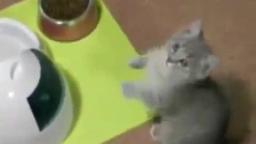 Ytp Intergalactic Warfare Go to Sleep - Feat. Cats Love Cats Ytp Intergalactic Warfare Go to Sleep - Feat. Cats Love Cats
