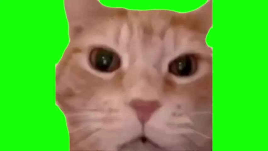 Laughing Cat