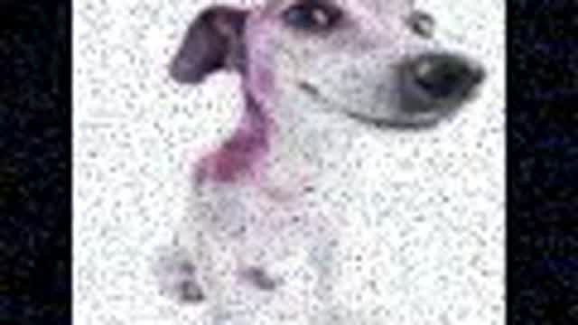 slideshow dogs.avi