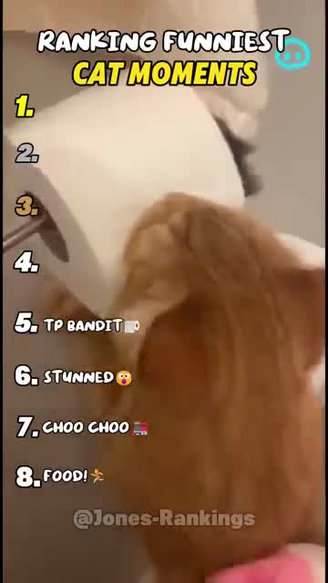 Ranking Funniest Cat Moments