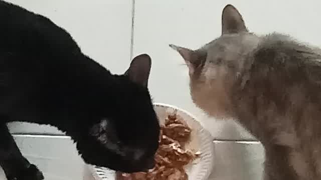 My Cats