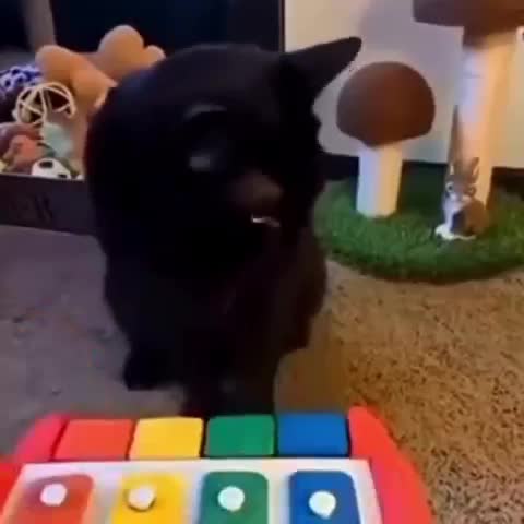 Cuteness overload โ Piano Cat ๐ฑ (too much) Cuteness overload โ Piano Cat ๐ฑ (too much)