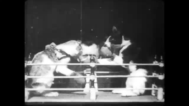 The Boxing Cats (Prof.  Welton's)