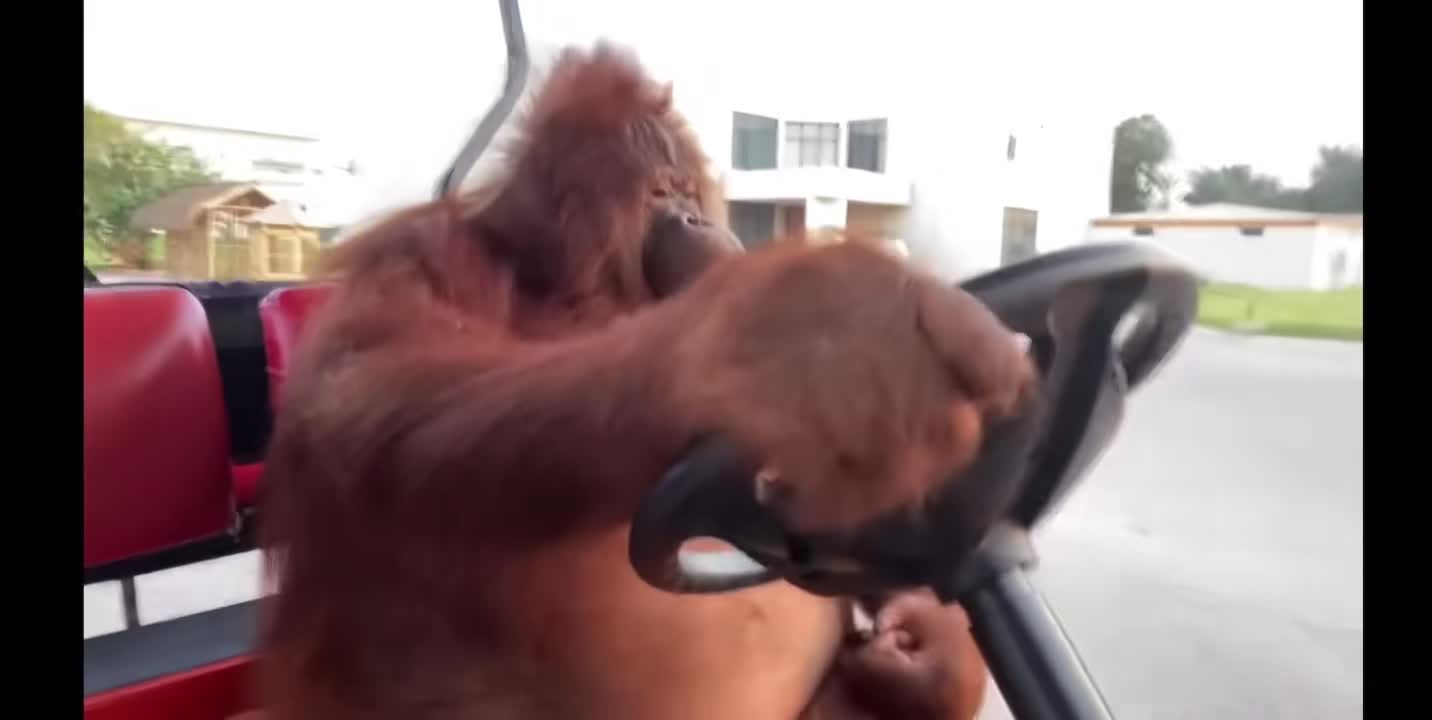 MomijiInubashiri changing her avatar and my asian neighbor being gone