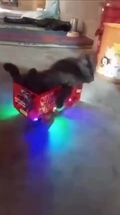 GO KITTY GO