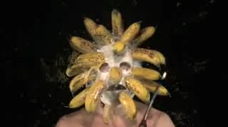 Bananas Exploding on Face