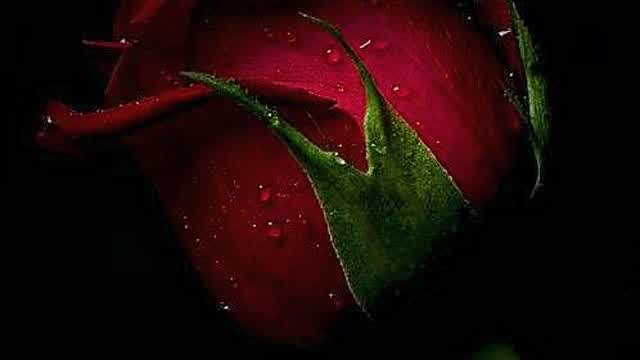 Rise of the Safety State