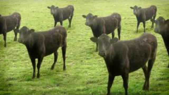 cows & cows & cows cows & cows & cows