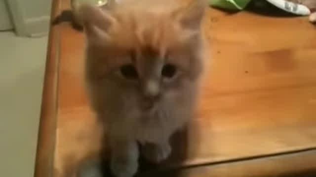 Adorable kitten has sneezing fit.