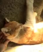 cat :3