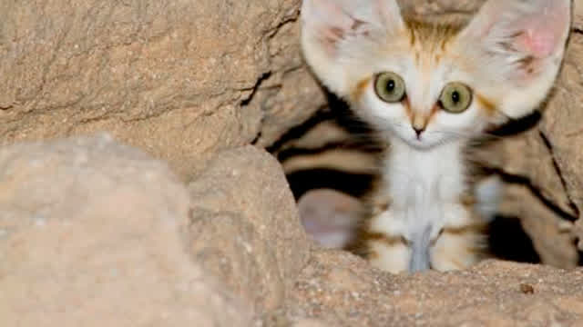 sand cat video