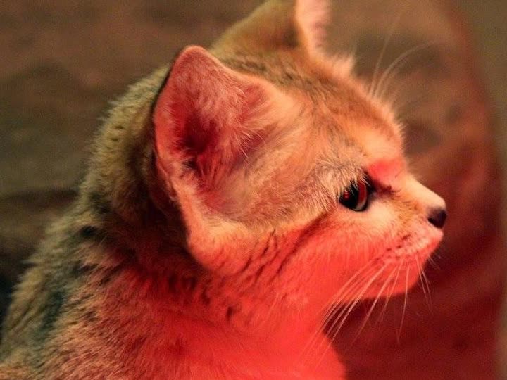 mcalien parody ads preview - HOLIDAY RADIO