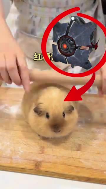 City Scanner hamster