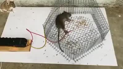 Oh si Free Fire - Ratas (shitposting 2020-2022)