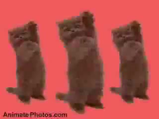 Go Kitty Go ! Go Kitty Go !