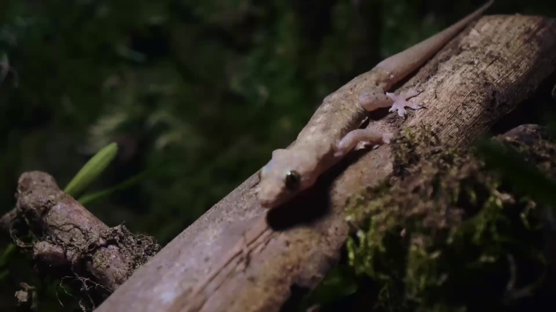 Little frog low quality