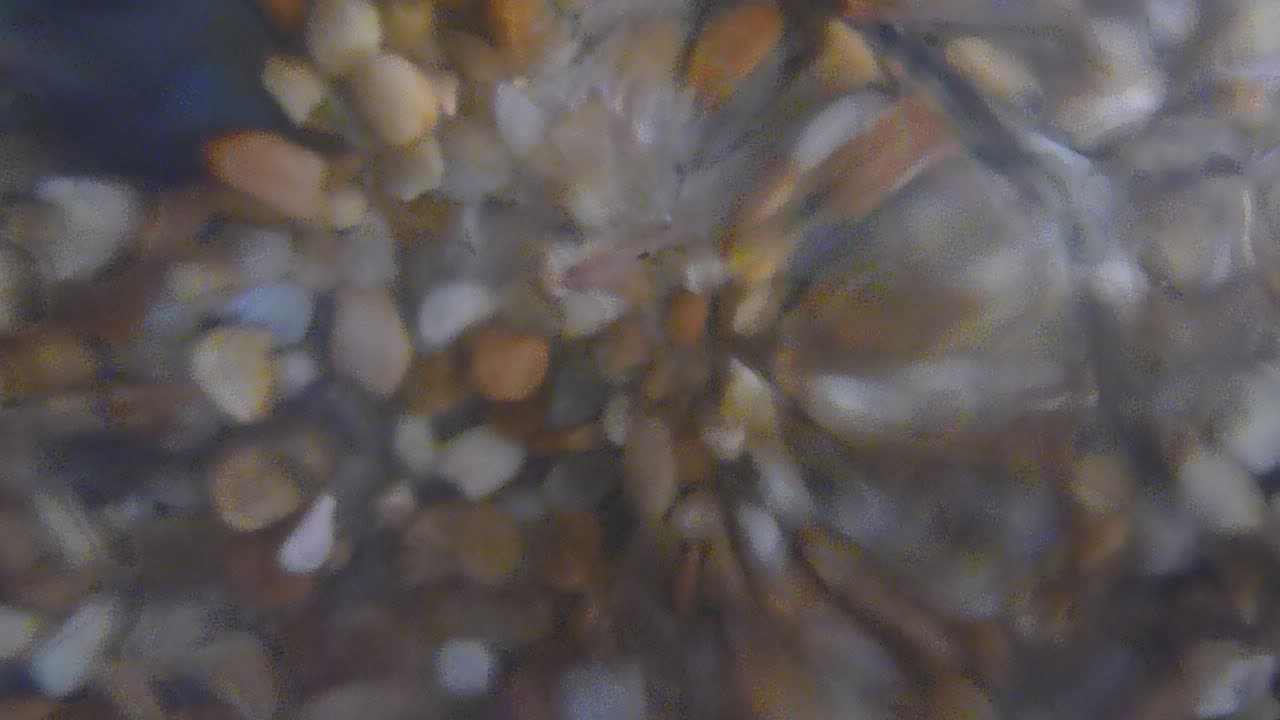 my fish :) my fish :)