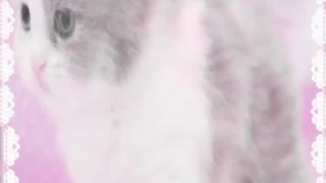 4 the kitties out there 4 the kitties out there