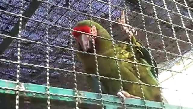 Exhibición de aves en el Gran Acuario Mazatlán, 28 de marzo de 2026 Exhibición de aves en el Gran Acuario Mazatlán, 28 de marzo de 2026