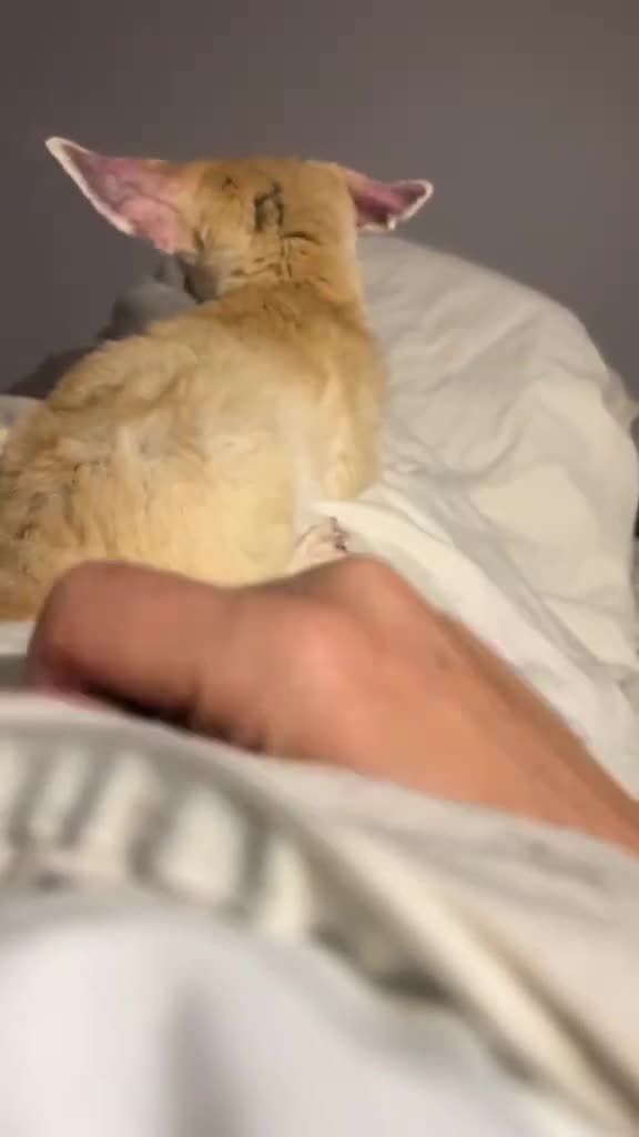 The Mischievous Biter