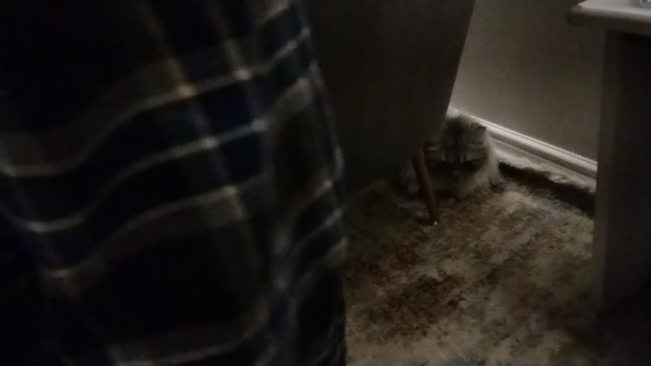 Talking to my kitty