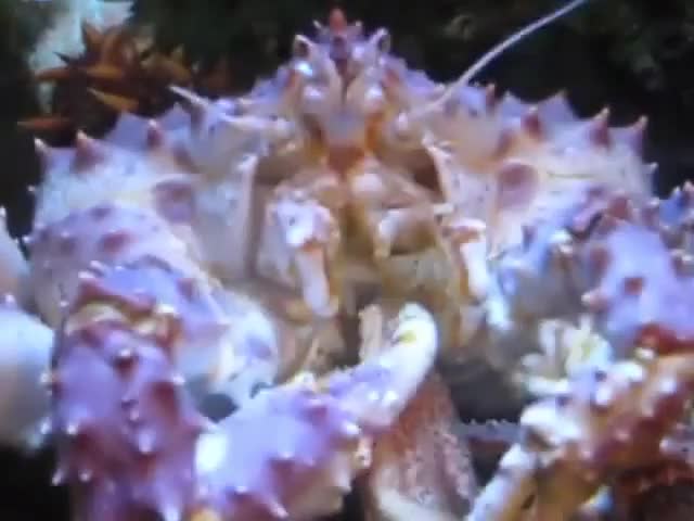 This stack of weegi (YTP)