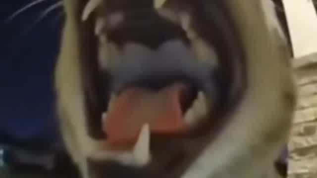 Never Trust Stray Cats