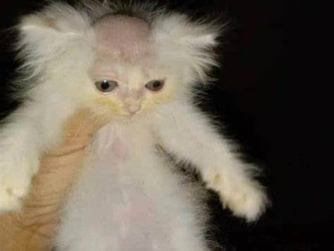 mcalien parody ads preview - PUBLIC GO!ANIMATE TELEVISION mcalien parody ads preview - PUBLIC GO!ANIMATE TELEVISION