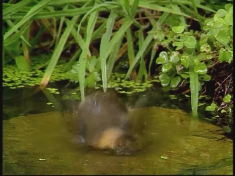 Baby Einstein Neighborhood Animals 2004 DVD