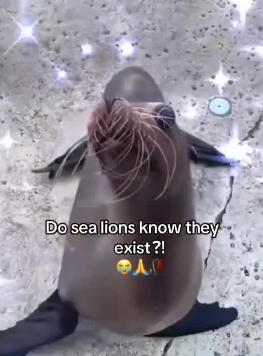 Sea lion ๐ฅณ๐ฅณ๐ฅณ๐ค๐ค๐ค๐ฅบ๐ฅบ๐ฅบ๐ฅบ๐๐๐๐ค ๐ค ๐ค ๐ค ๐ค ๐ค ๐ค ๐ค ๐ค ๐ค ๐ค ๐ค Sea lion ๐ฅณ๐ฅณ๐ฅณ๐ค๐ค๐ค๐ฅบ๐ฅบ๐ฅบ๐ฅบ๐๐๐๐ค ๐ค ๐ค ๐ค ๐ค ๐ค ๐ค ๐ค ๐ค ๐ค ๐ค ๐ค