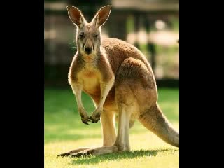 Vida y Obra de Un Troll (de xCalle13x)