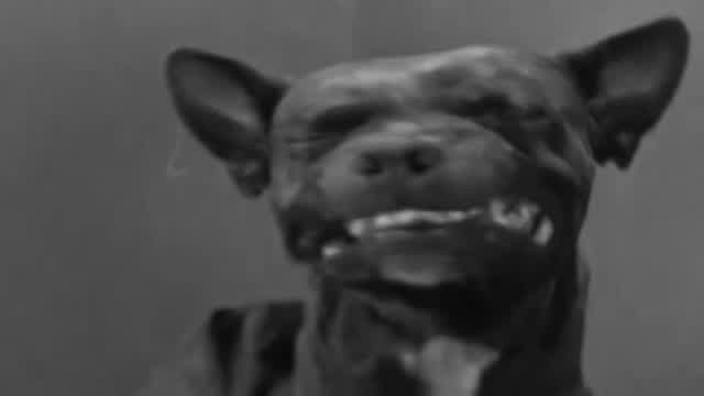 (Vidlii poop) The little bologna funhouse