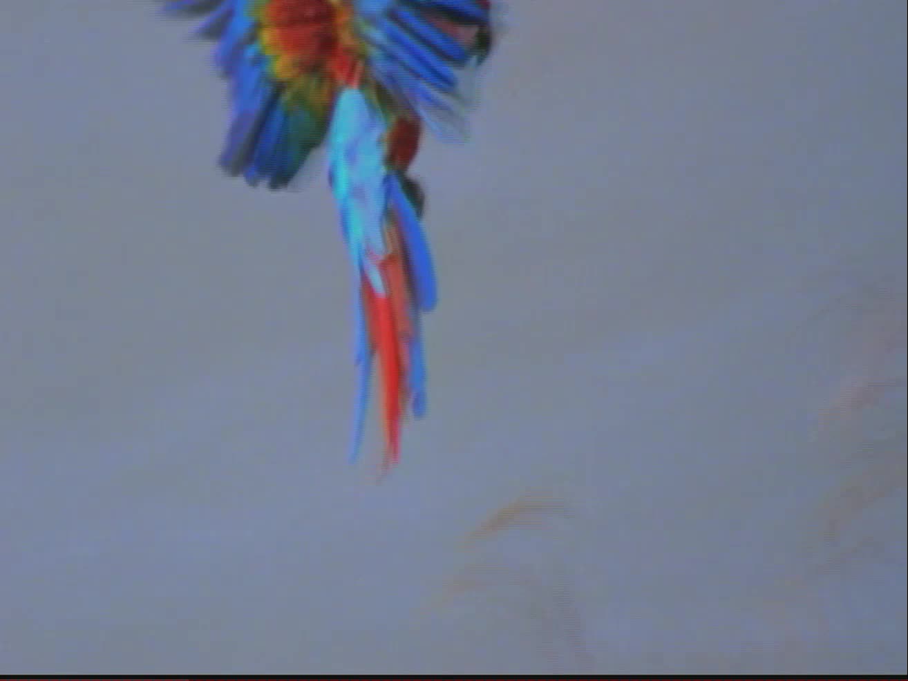 Baby Einstein World Animals UK 2003 DVD Baby Einstein World Animals UK 2003 DVD