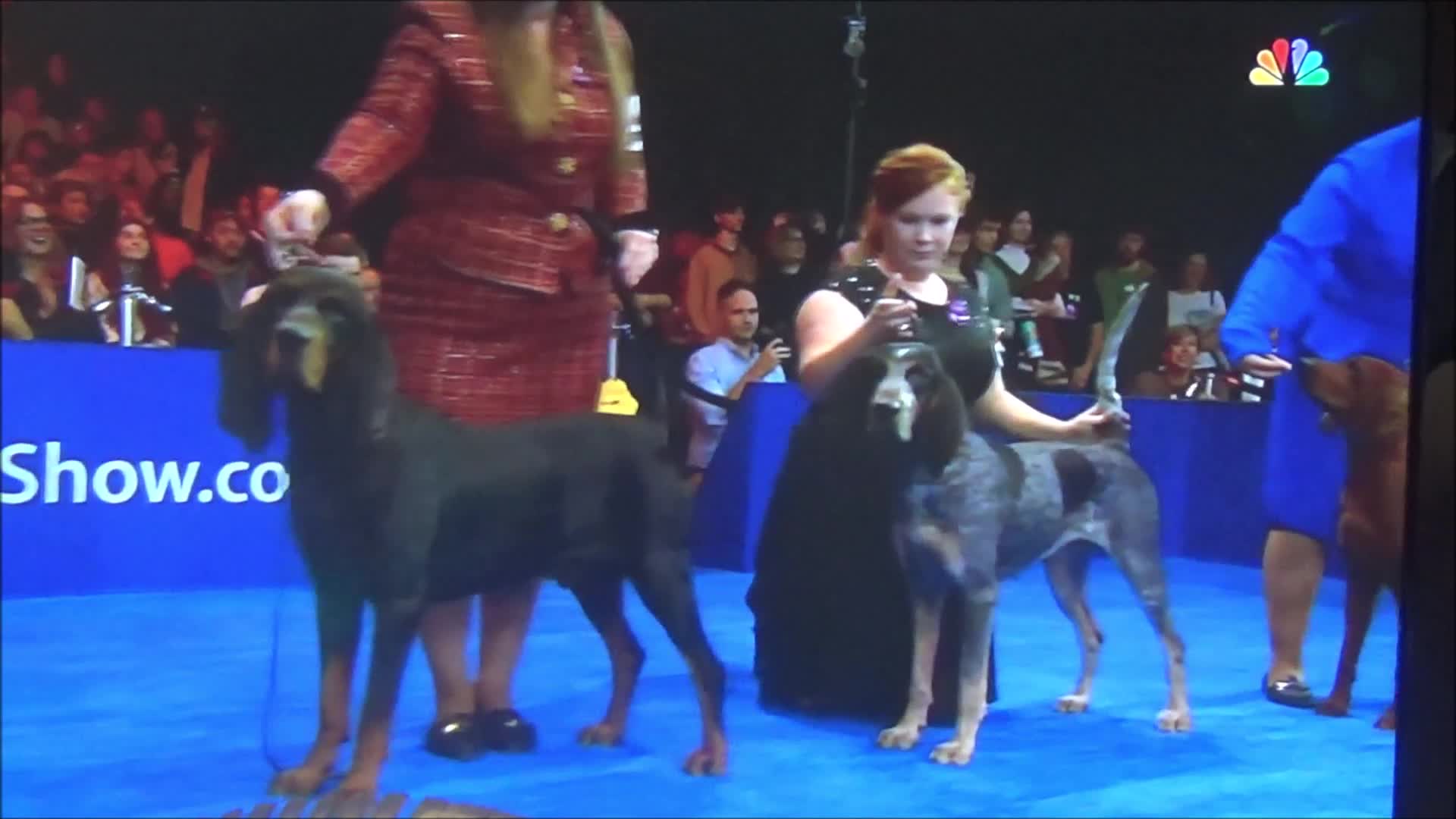 THANKSGIVING DAY PARADE END AND DOG SHOW INTRO