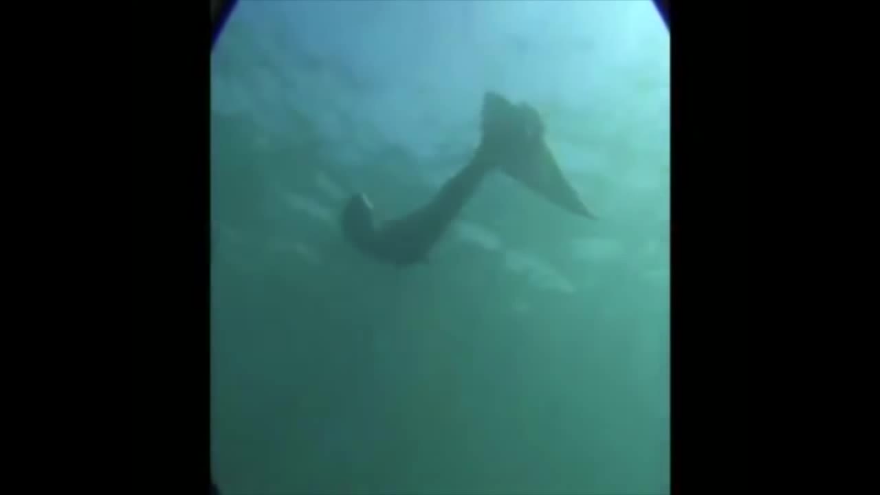 Guerra de Divas 5: Las polemicas sirenas de Oxlack.