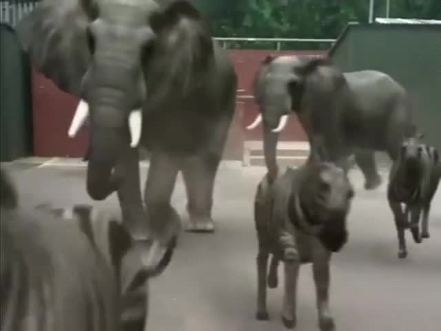 [PARÓDIA] - PavoranáTV (2001)