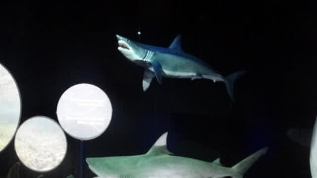 Newport Aquarium 2025 Newport Aquarium 2025