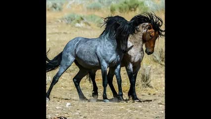 i like horses i like horses