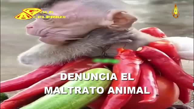 @FACEBOOK, PATROCINADOR OFICIAL DEL MALTRATO ANIMAL, @GOLDACELERIUX