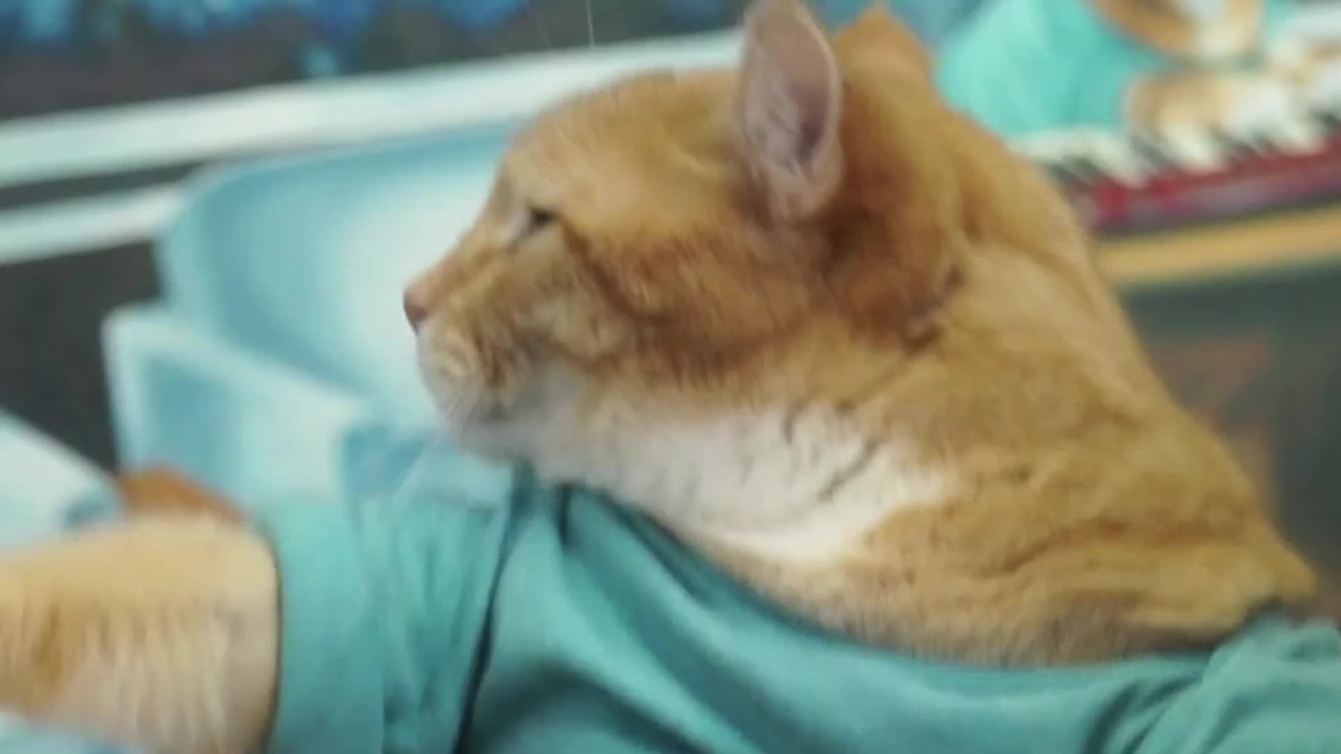 Keyboard Cat 3.0 (2019) - Featuring Skinny the cat! Keyboard Cat 3.0 (2019) - Featuring Skinny the cat!