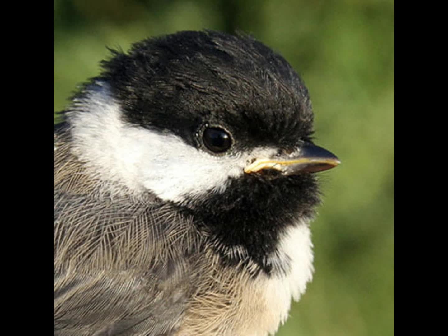 EMOTIONAL CHICKADEE MUSIC VIDEO