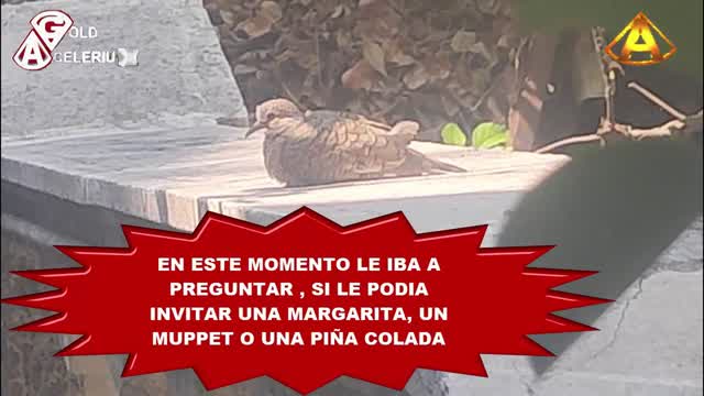 UNA PAJARA MUY BONITA, @GOLDACELERIUX UNA PAJARA MUY BONITA, @GOLDACELERIUX