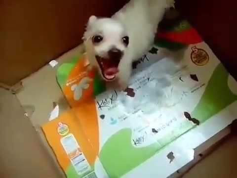 Sorprendente!! Perro hablando (pide bombardear Caracas)