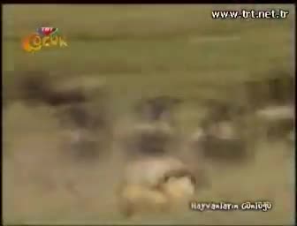 TRT Çocuk - 07.03.2010 - Pazar TRT Çocuk - 07.03.2010 - Pazar