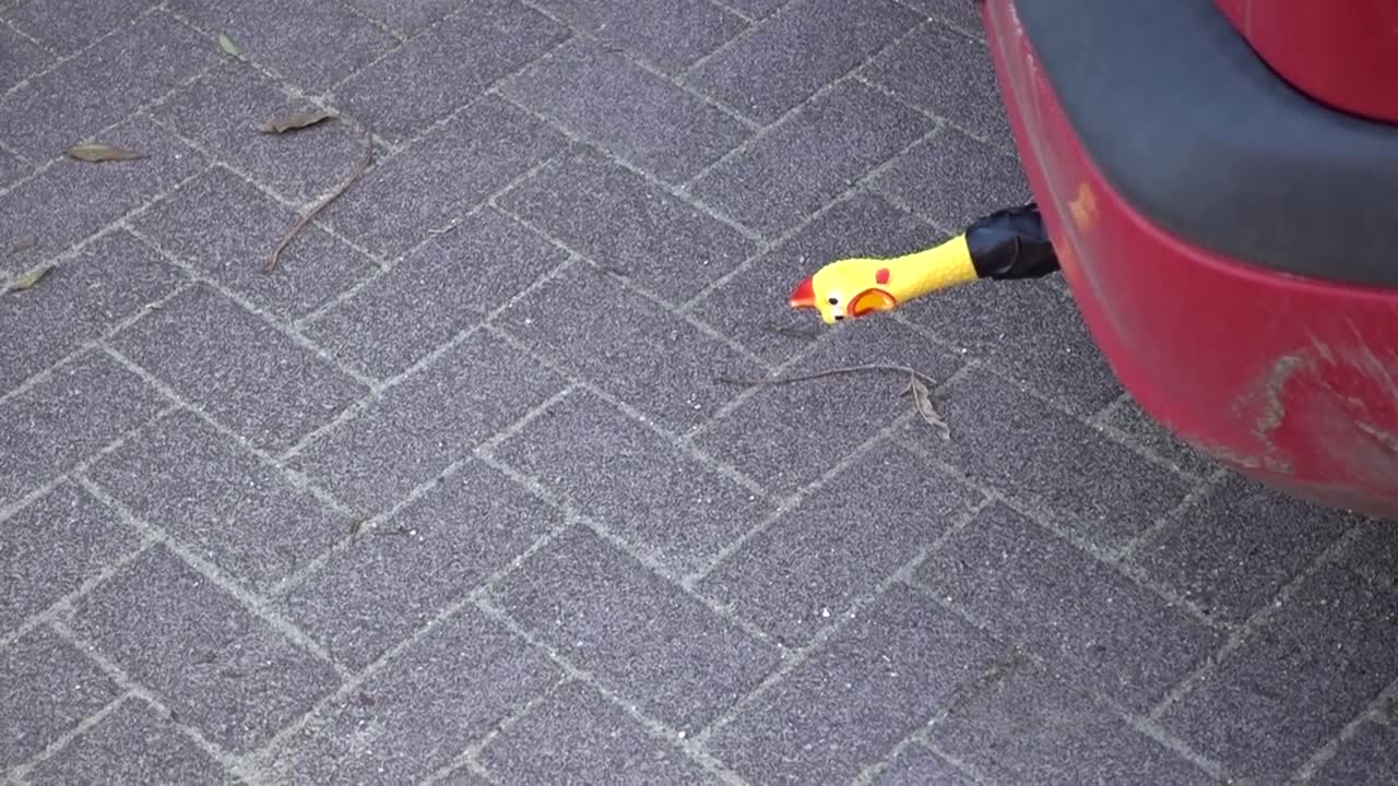 Very, very loud Shrillin Chicken in exhaust!